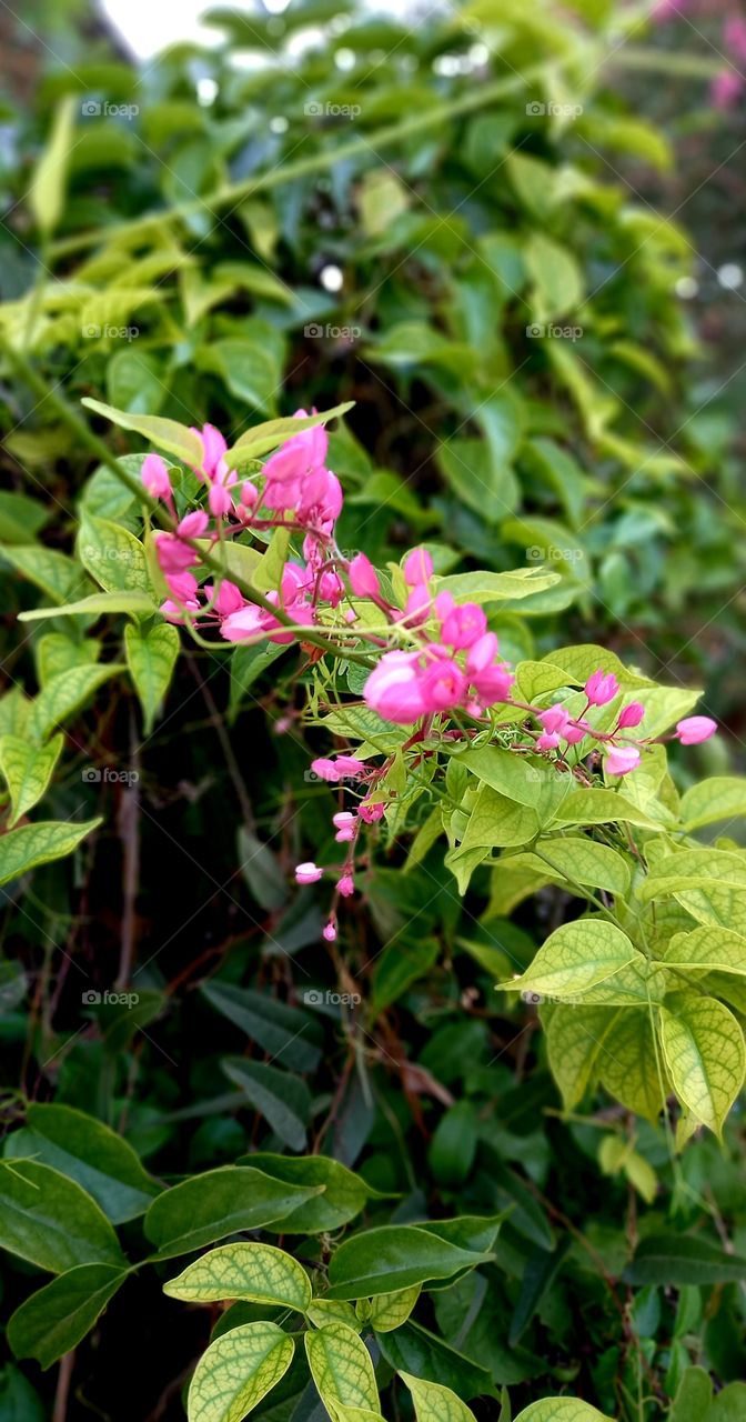 flowers and plants