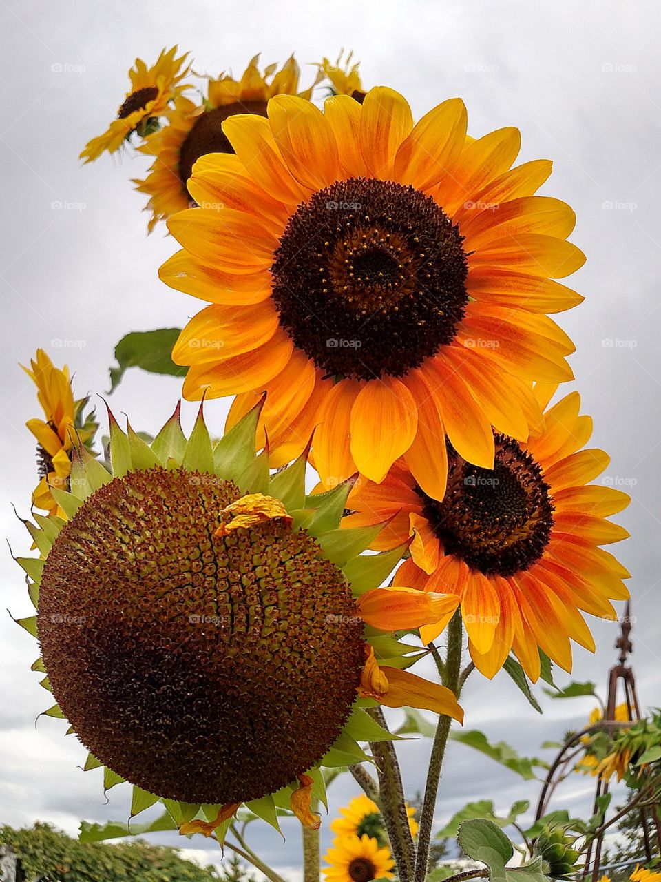 Sunflower Blooming in the Garden