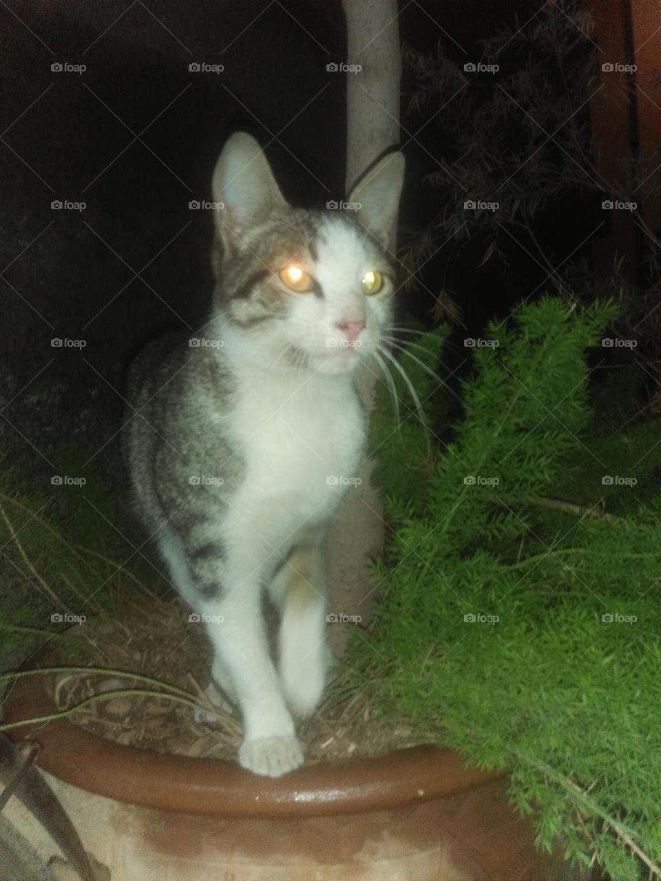 Beautiful cat looking at camera.