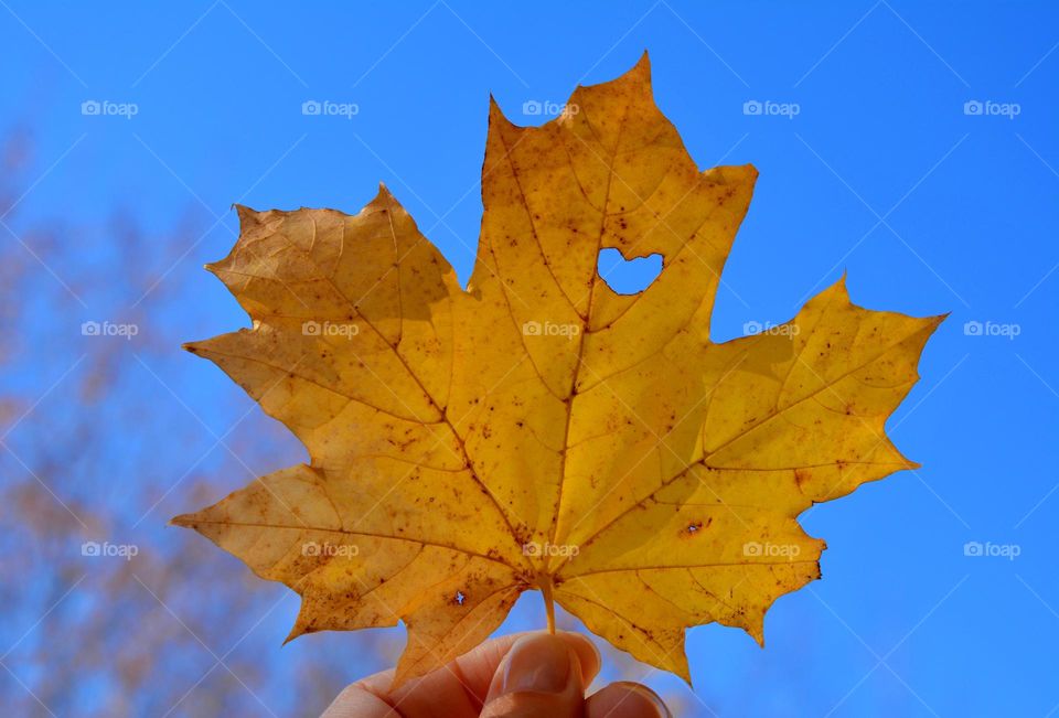 yellow leaf with heart in the hand blue sky background