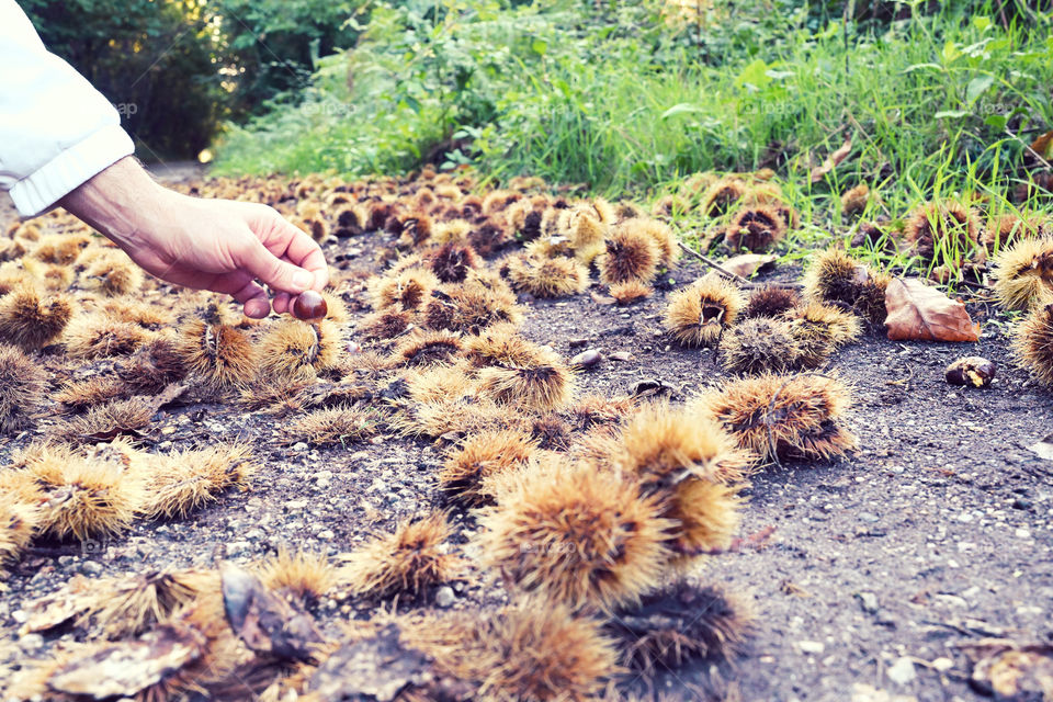 picking chestnuts