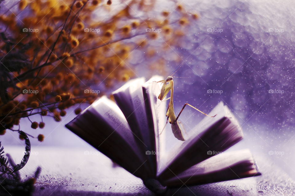 Spring dreams or reading books with mantis
