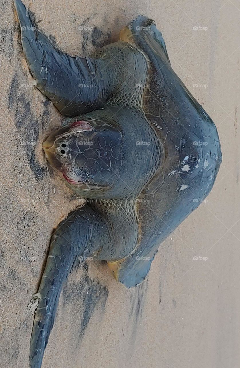 the turtle captured