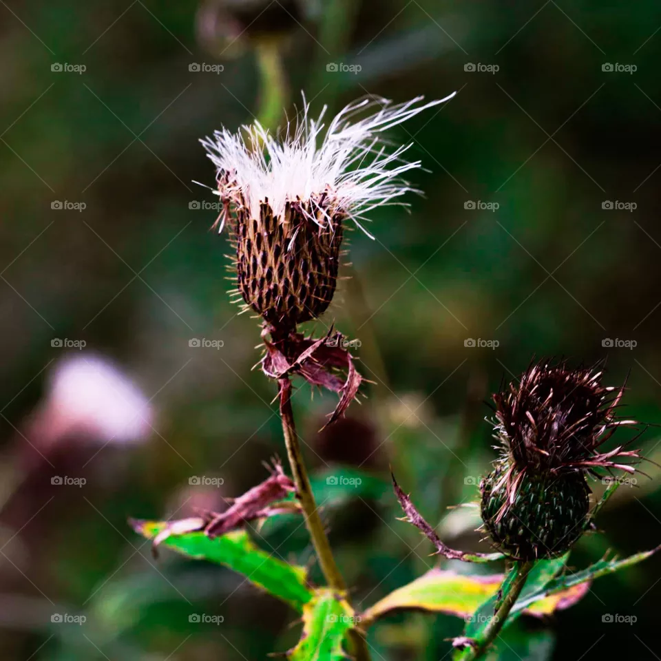 odd type of plant