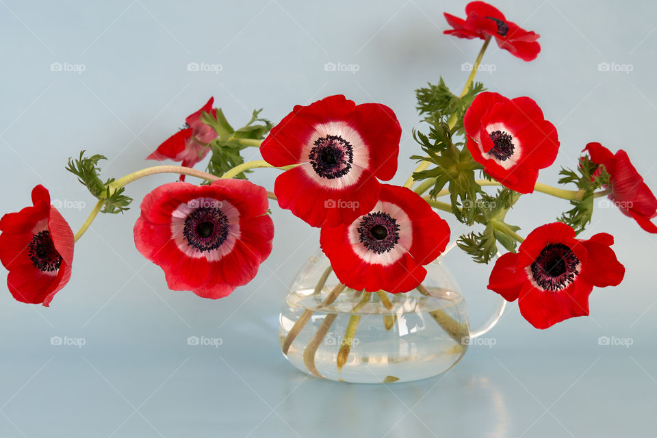 Red anemones flowed