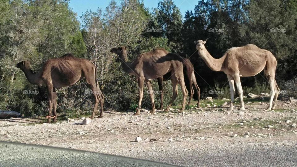 group of brown camels in the forest.