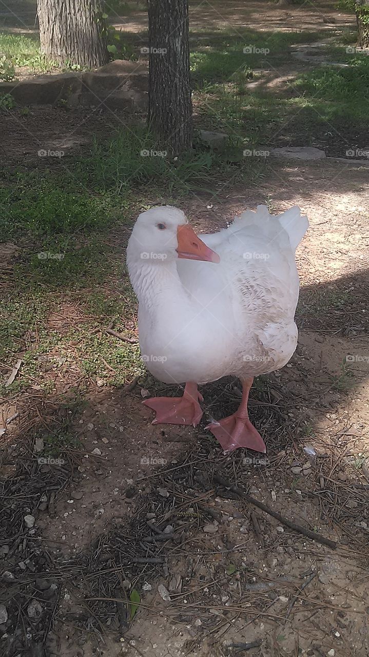 friendly duck. this duck was very friendly, I took this picture at the  trader  days in Graham  Texas