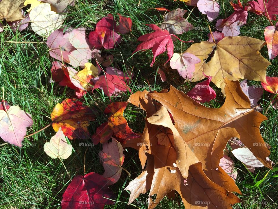 Colorful leaves