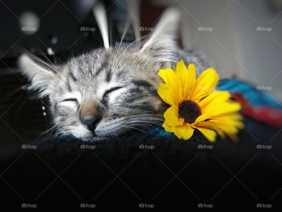 Adorable sleeping kitten next to yellow single flower