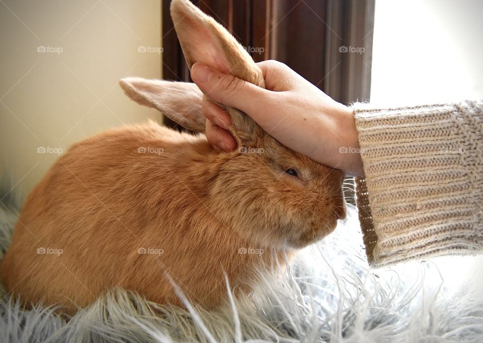 pet bunny with its ears scrunched together 