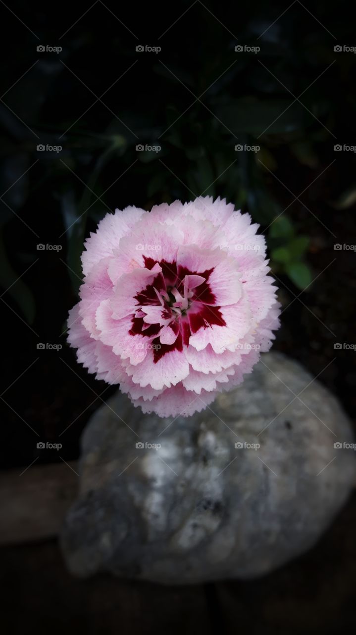 carnation