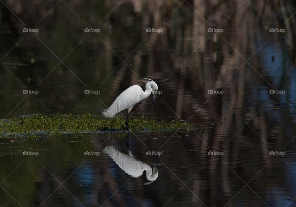 Male egret with ref