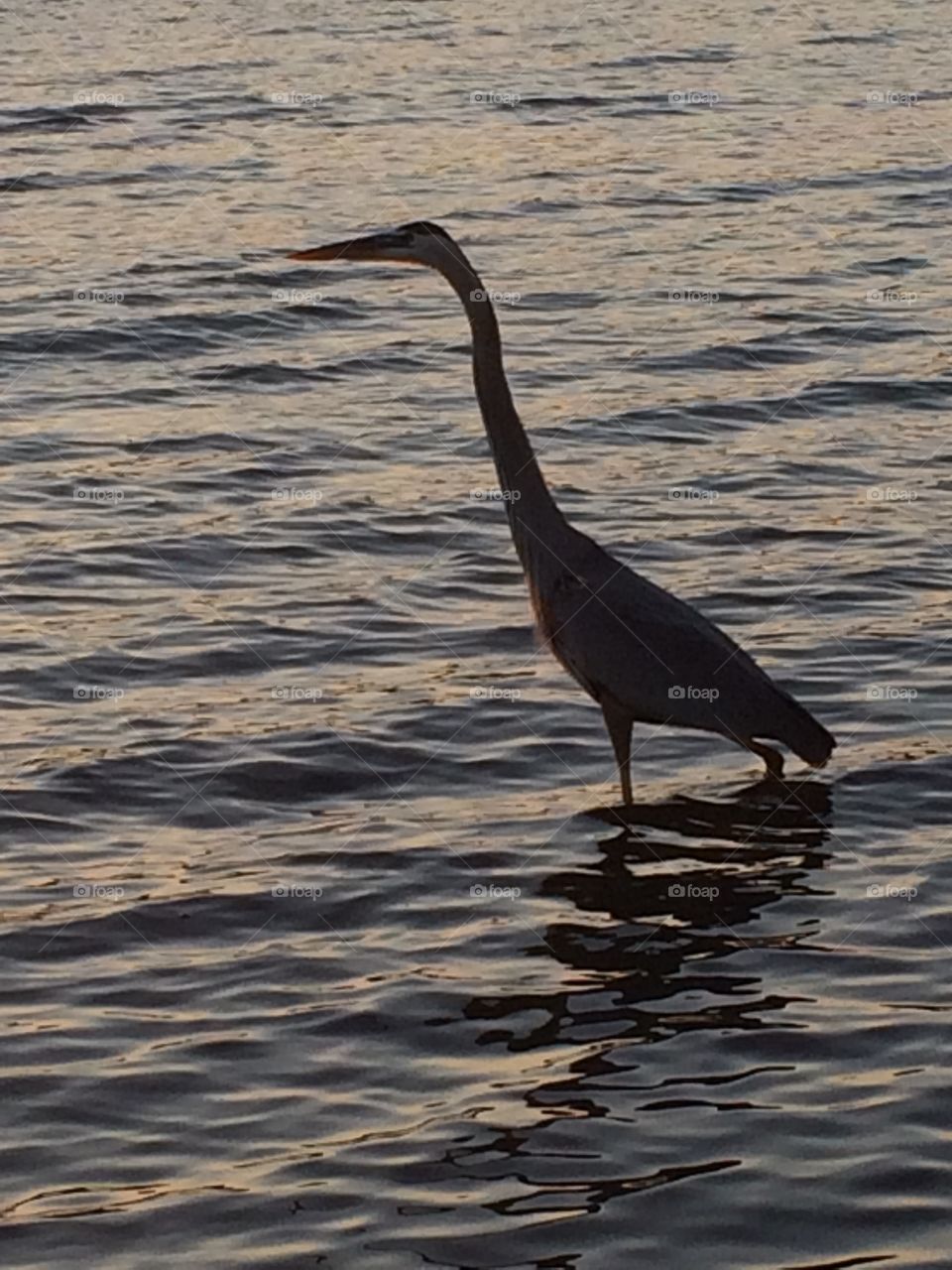 Heron