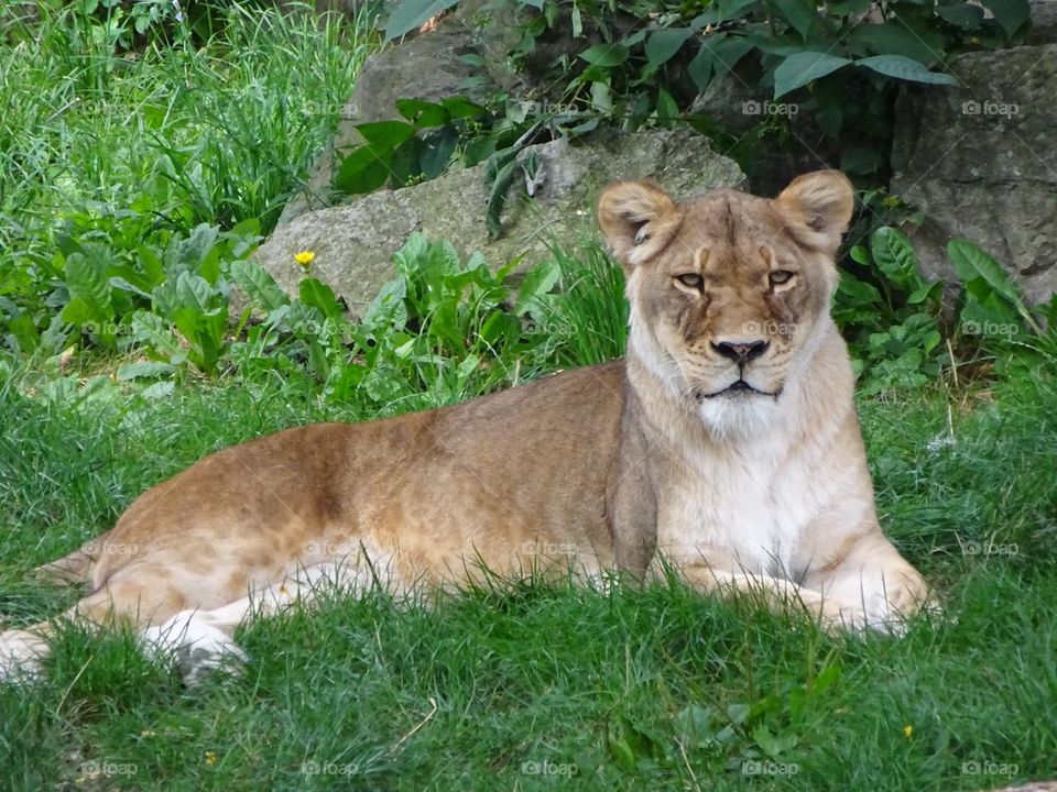 Beautiful Lioness