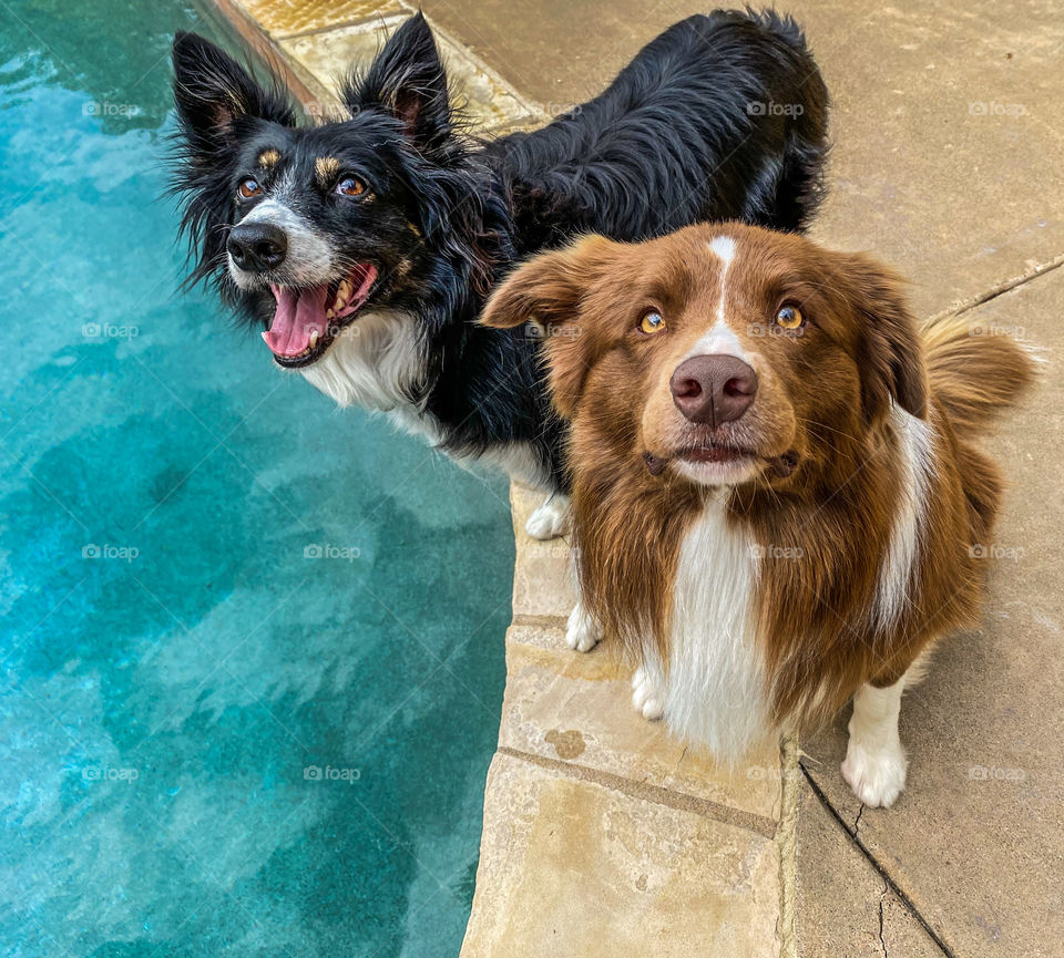 Two cute border collie dogs poolside looking up 