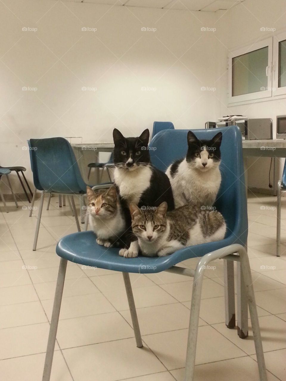 familly cats