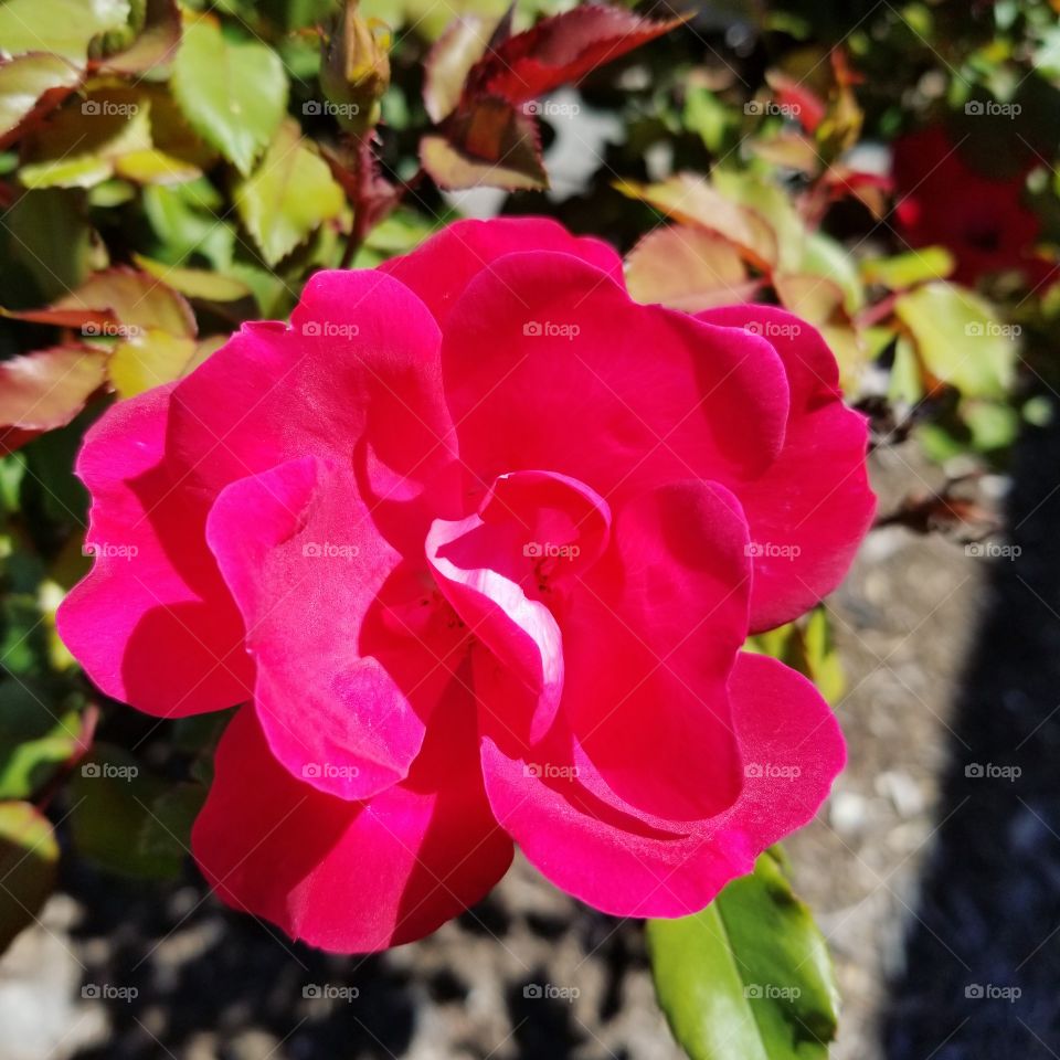 A red rose grows in a parking lot garden, Killeen, Texas.