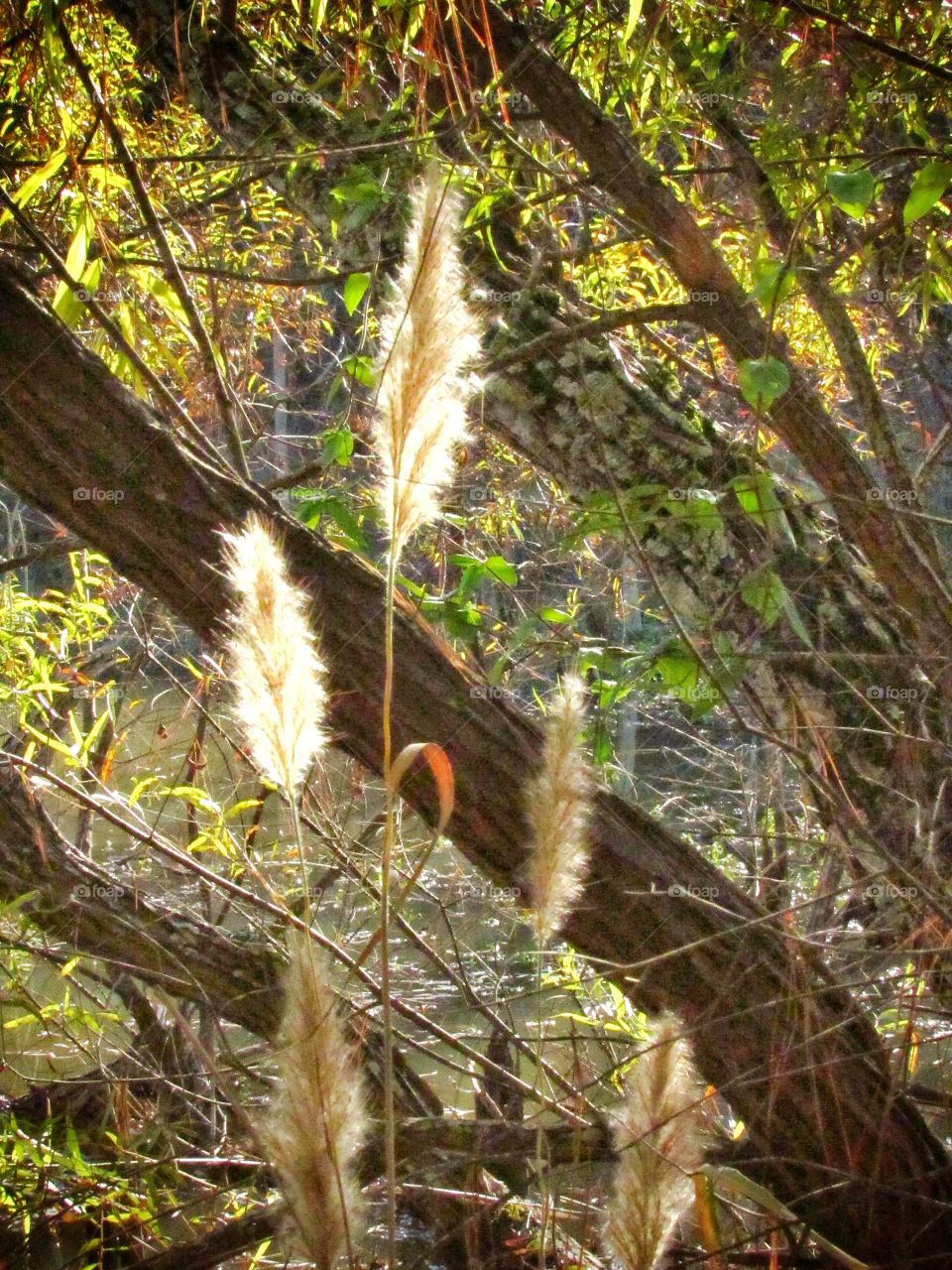 wild fox tails plants and weeping willow over water