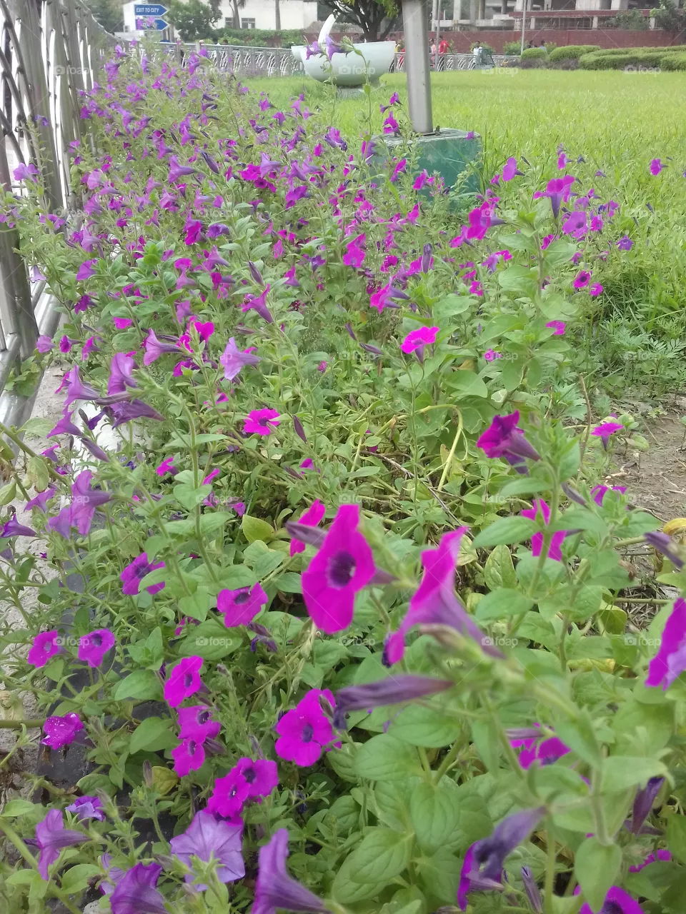 Flower