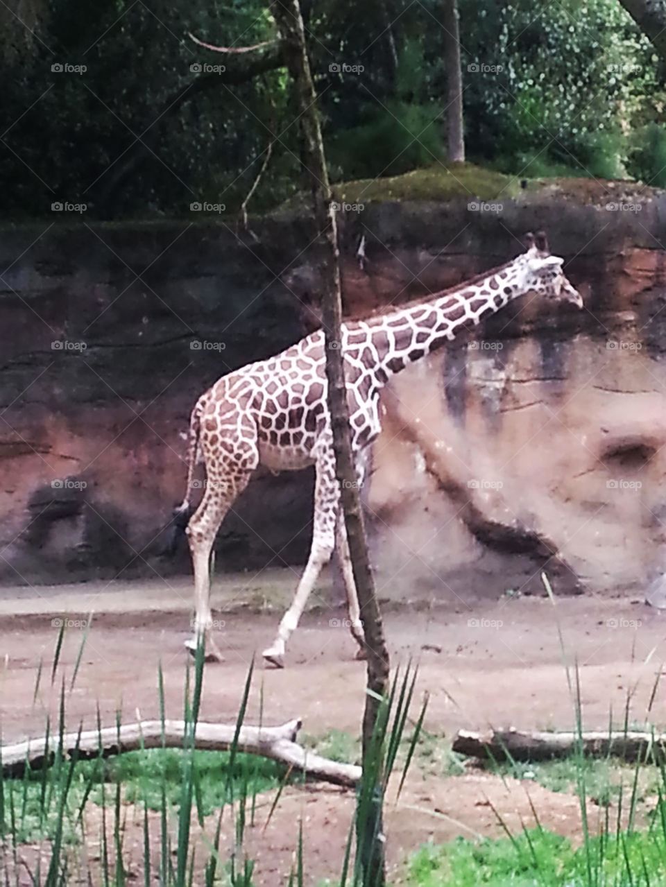 zoo giraffe walking