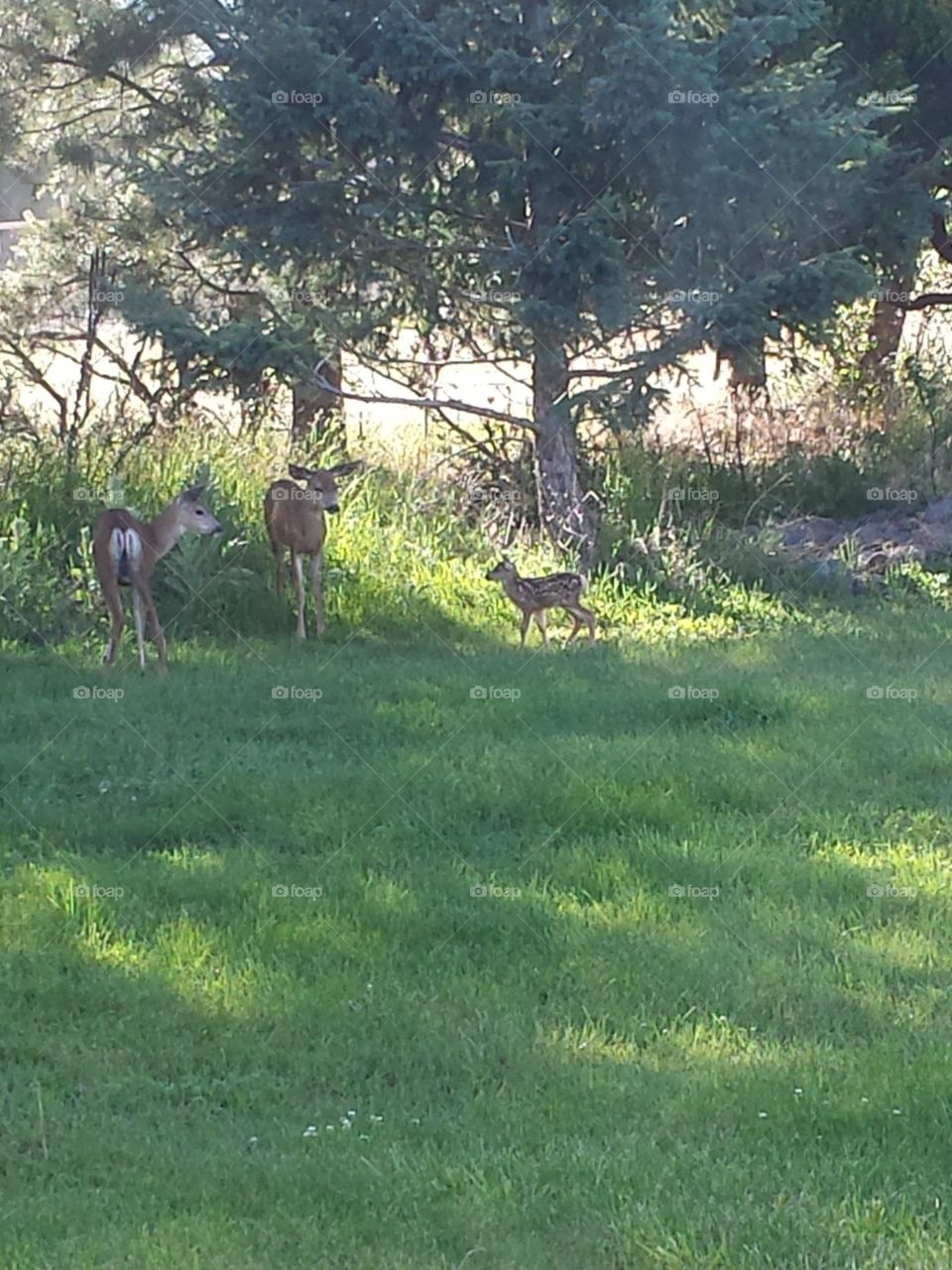 Fawn and yearlings from same doe