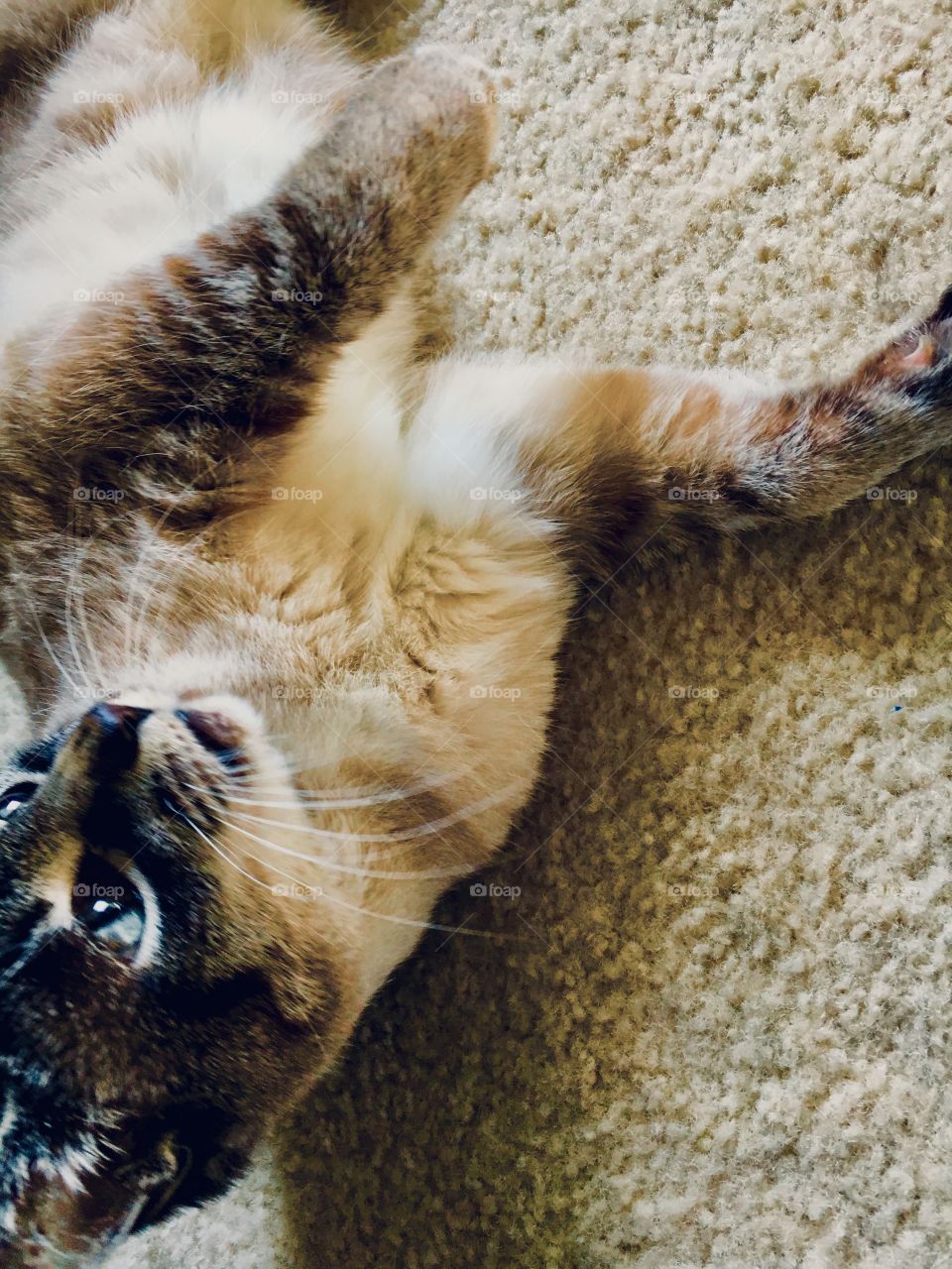 Siamese cat rolling