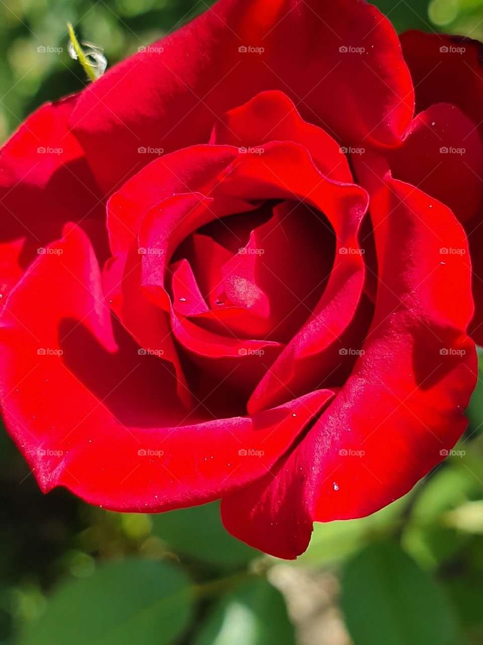 bright passion of red rose