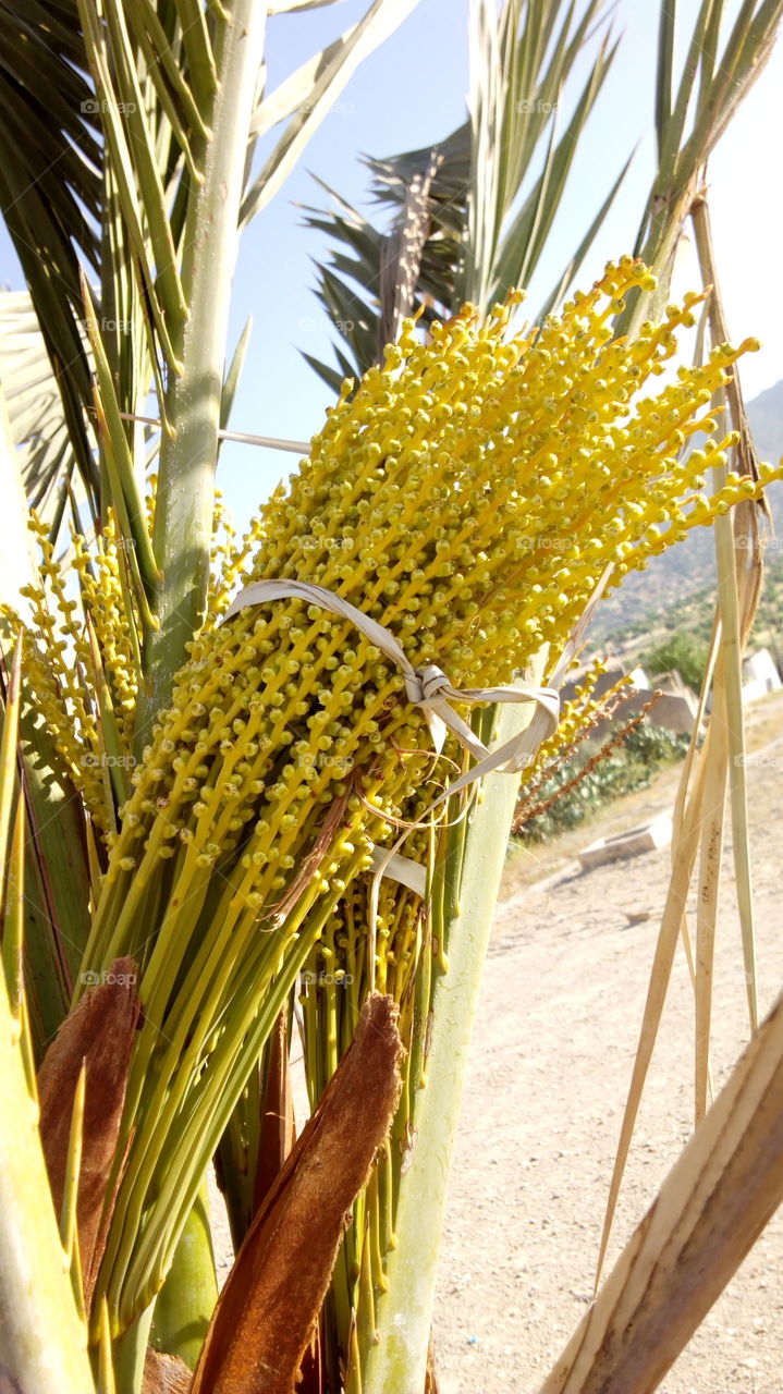 Close-up palm tree seeds