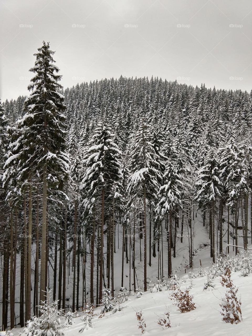 Nature covered with snow during winter. Slovakia