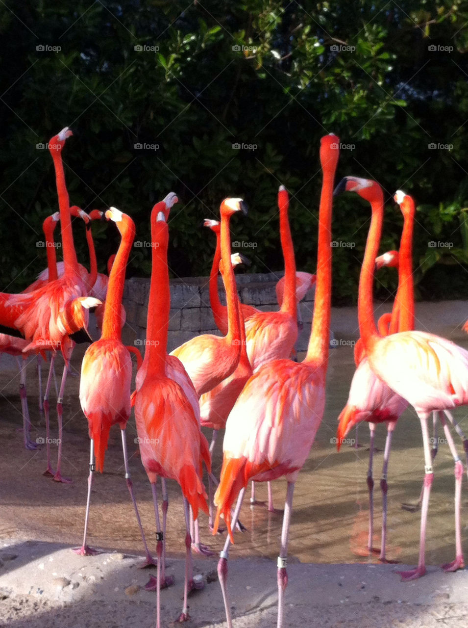 orlando flamingos sea world by sara