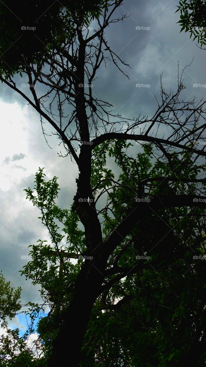 tree and grey clouds