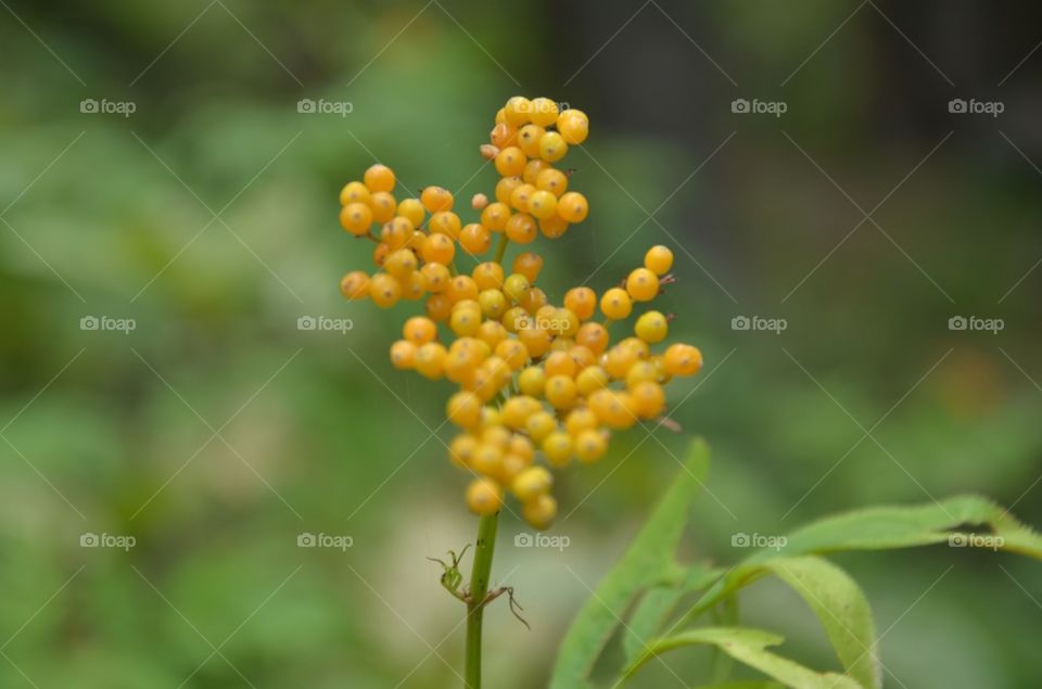 Nature, No Person, Leaf, Flora, Outdoors