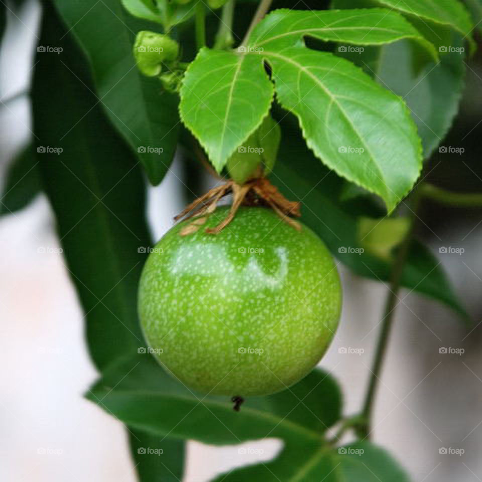 Passion fruit on the vine. 