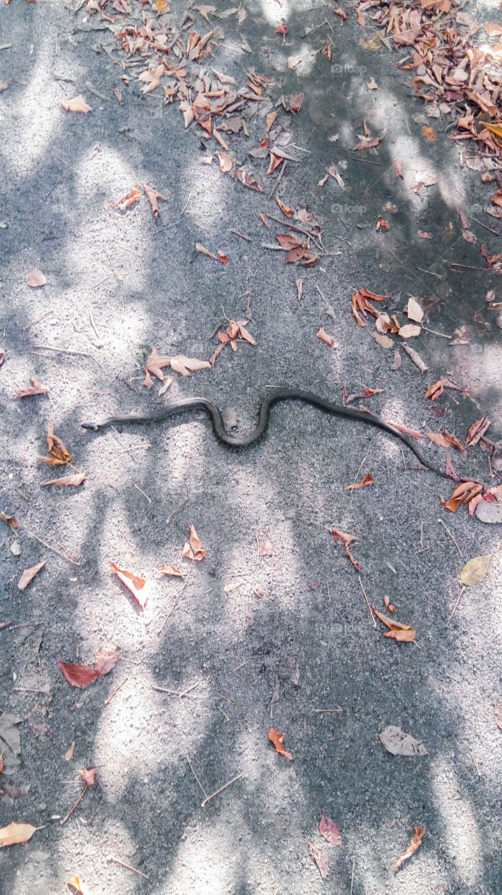 young snake crawling along the autumn road
