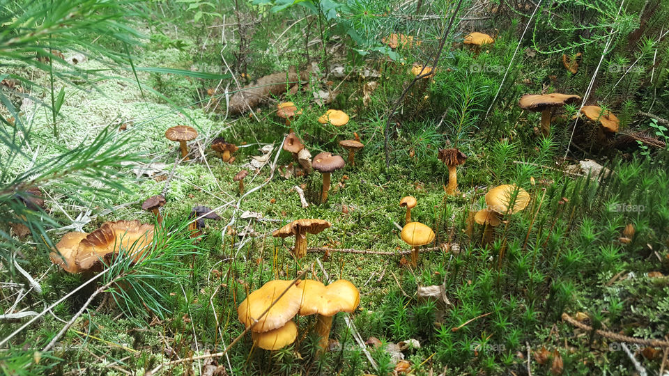 Mushrooms growing in mossy forest .
Svampar i mossig skog 