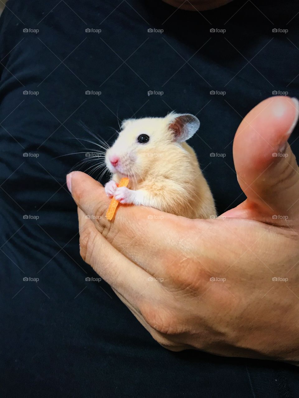 My little hamster