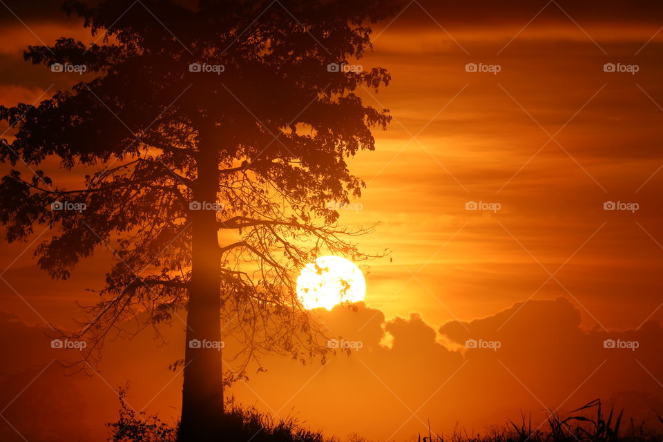 sunset and tree