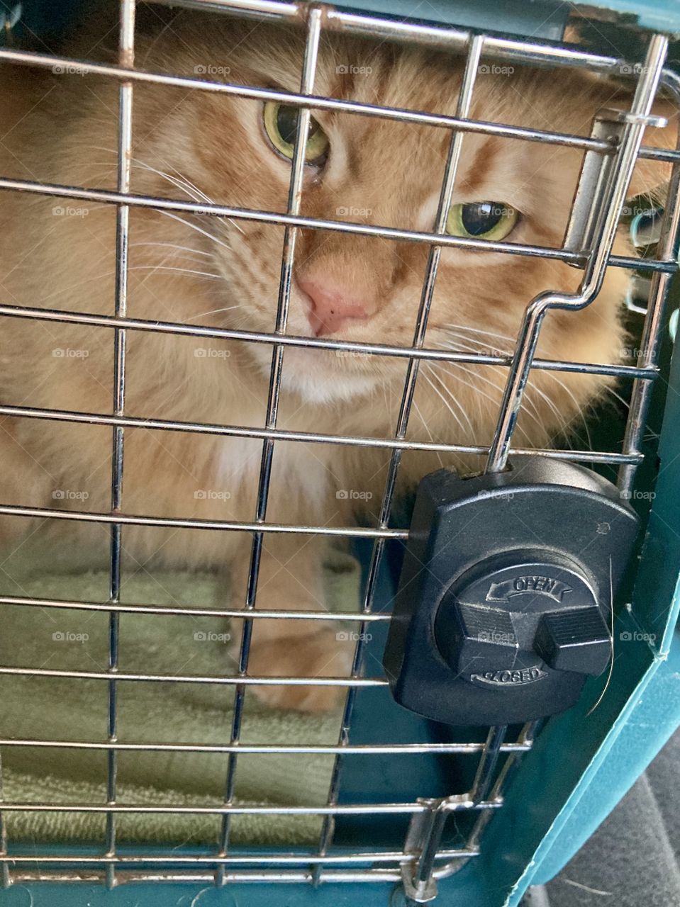 Cat in carrier going to vet