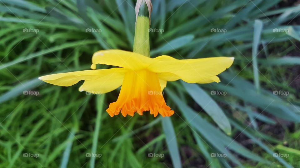 Close up Daffidol Flower