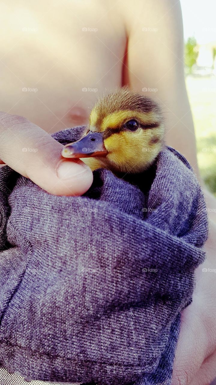 found some baby ducks on the way to the park
