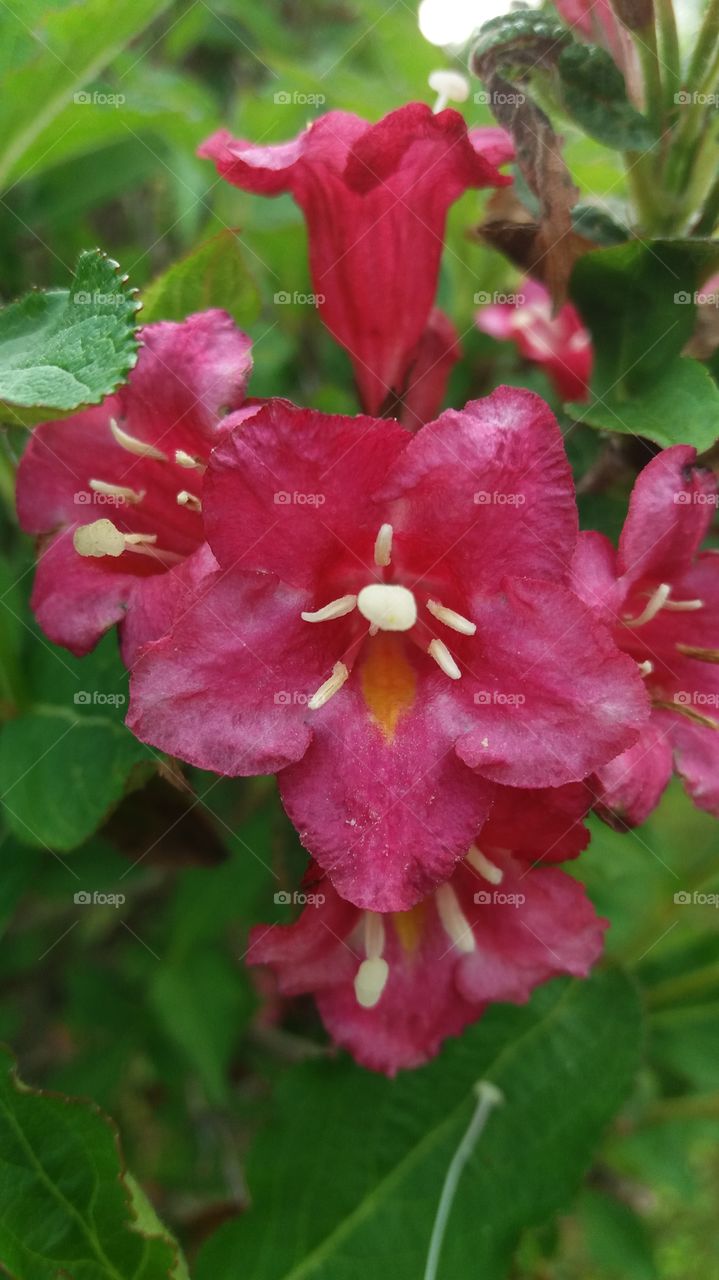 Fuchsia flowers close-up
