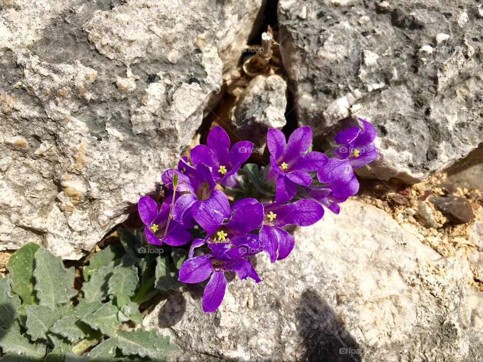 Nature, Flower, Flora, No Person, Outdoors