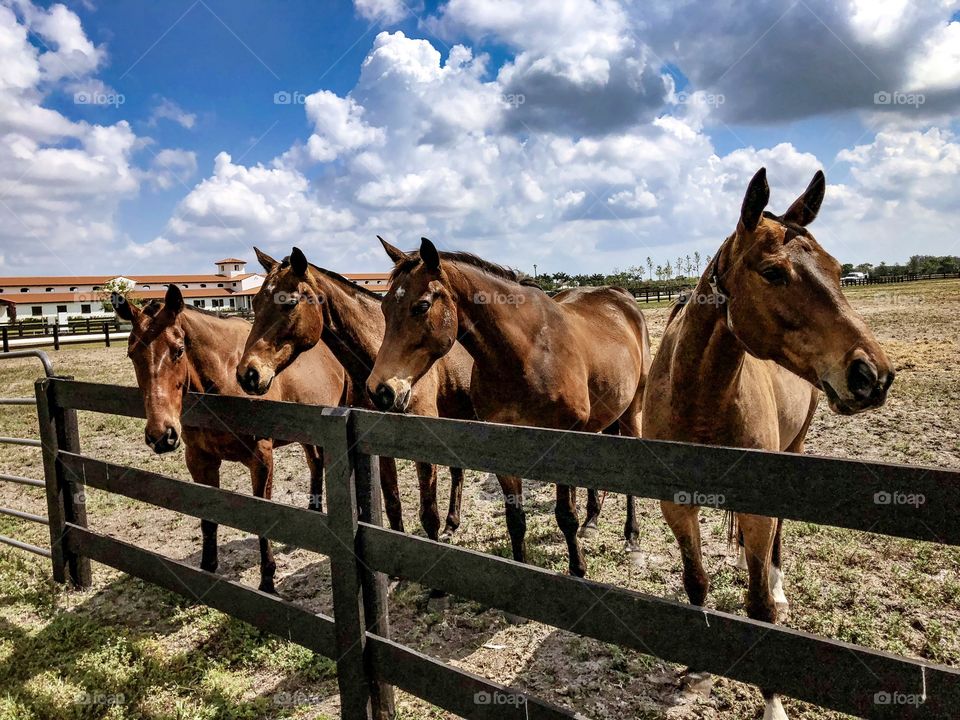 Polo Ponies, South Florida.