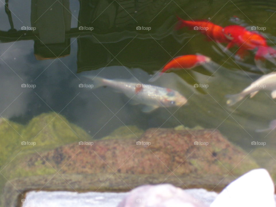fish in pond