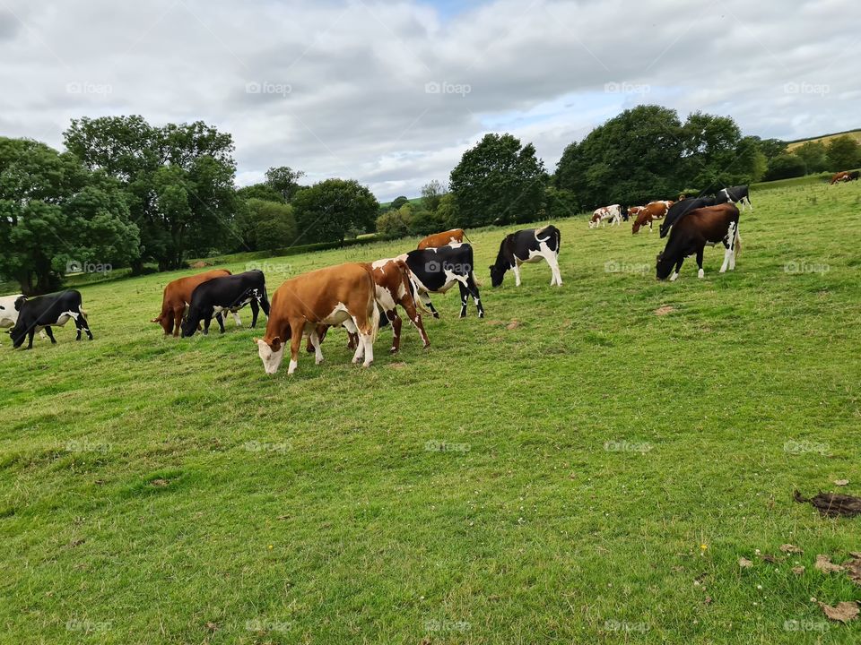 devon cows