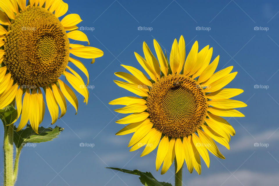 Sunflowers, a bed and the blue sky