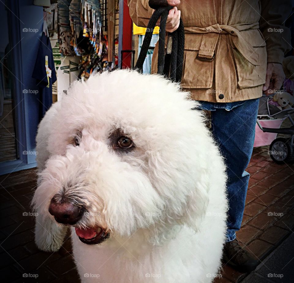 Giant white dog