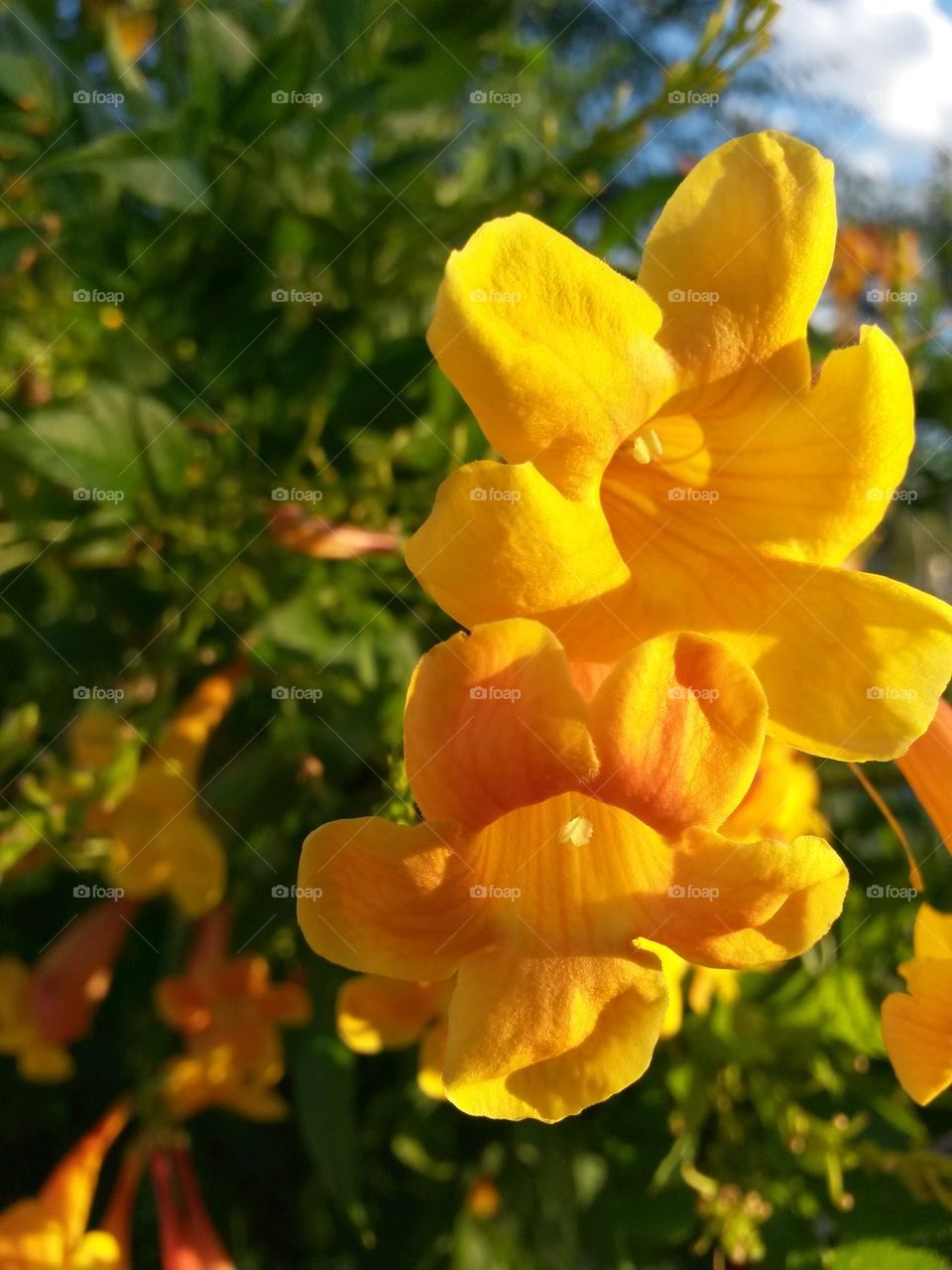 Yellow Bush Flowers