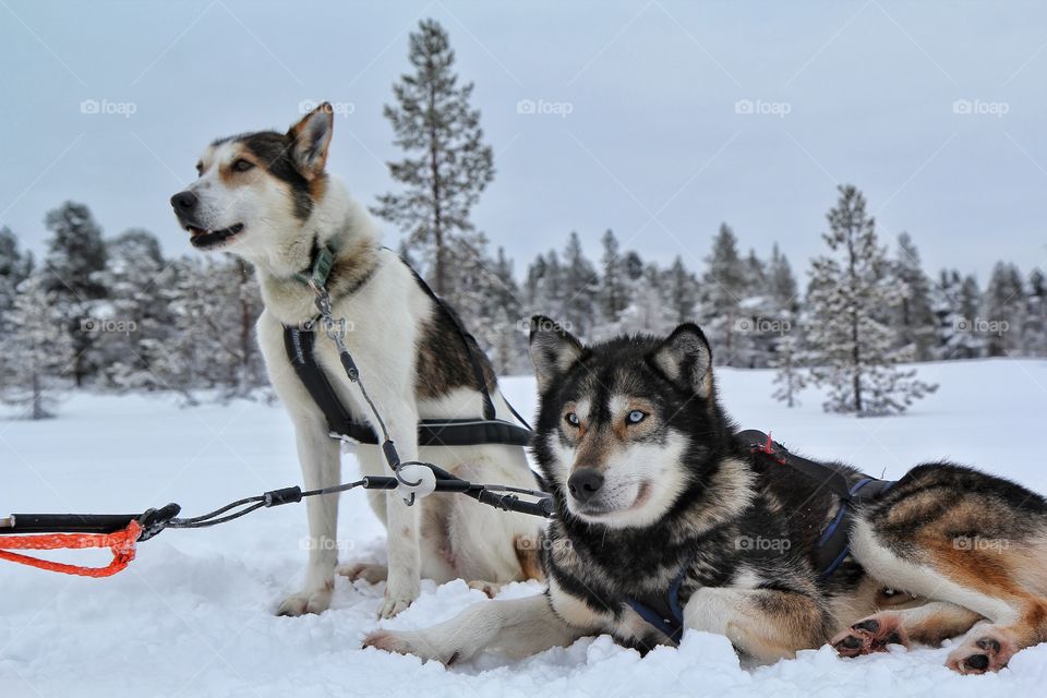 Two dogs on snowy land