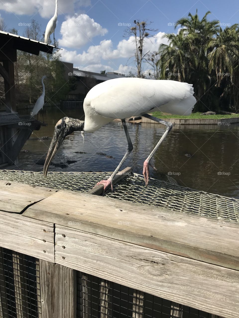 He follows in the path of alligators and finishes off what they start